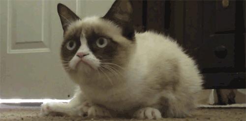 一般猫咪都有猫冠状病毒吗,猫咪冠状病毒传染性腹膜炎