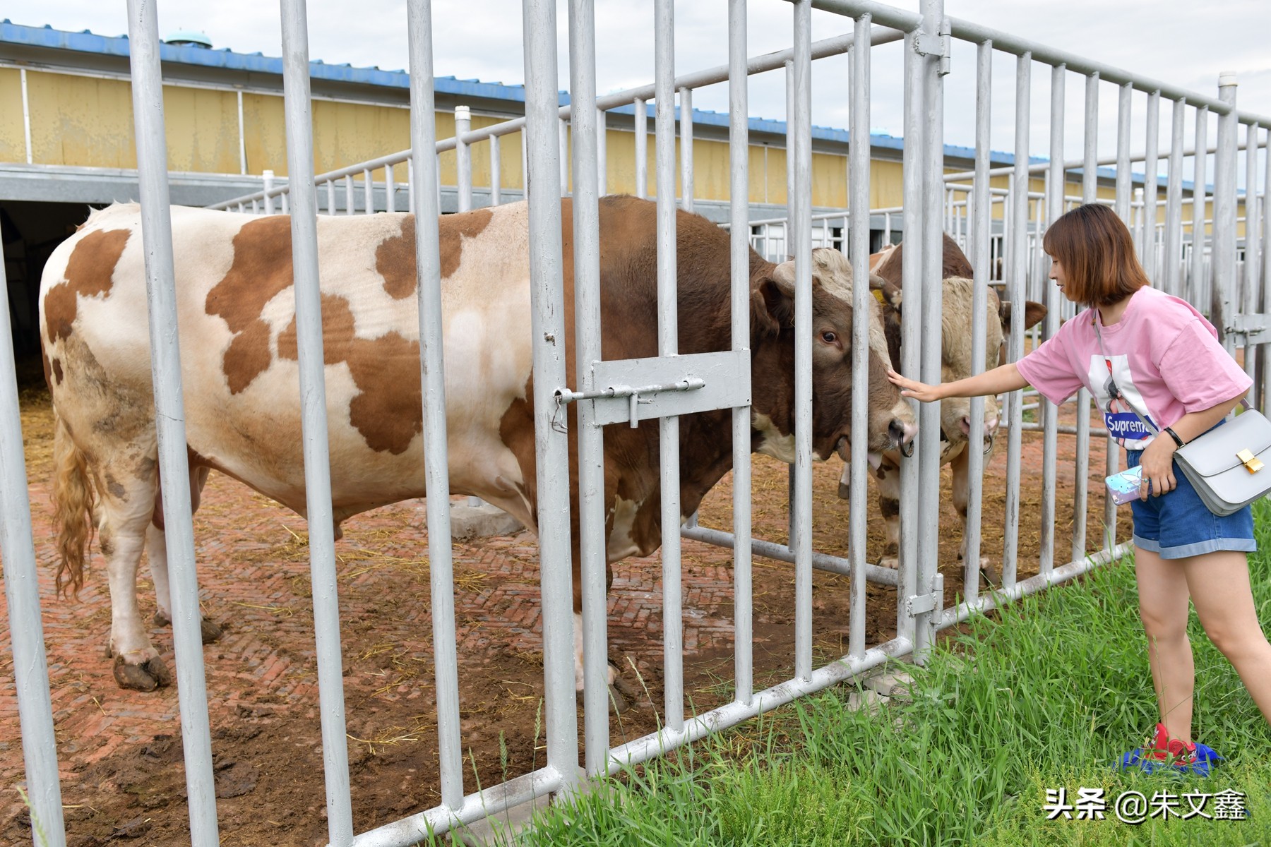 呼伦贝尔农垦纯牛奶三河牛,呼伦贝尔大草原三河牛