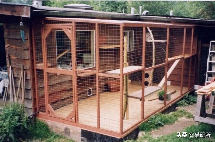 猫咪到底能跳多高,猫咪能跳多高