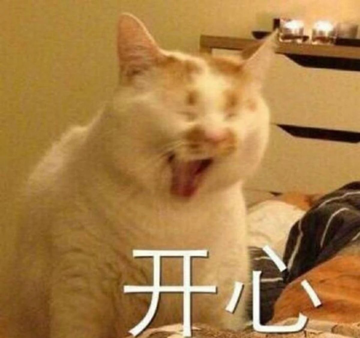 假期不出门的猫,假期不在家猫怎么办