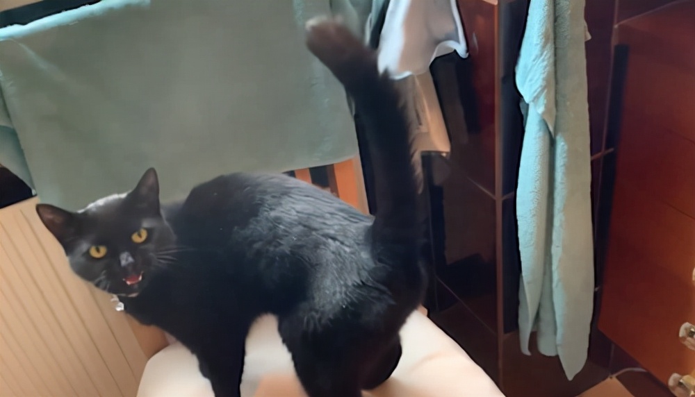 潜艇里杀蟑螂、人类猫语十级，今年的搞笑诺贝尔奖来了