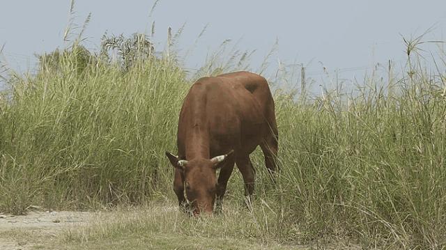 同安69.9元自助潮汕牛肉火锅 (潮汕牛肉火锅厦门自助)