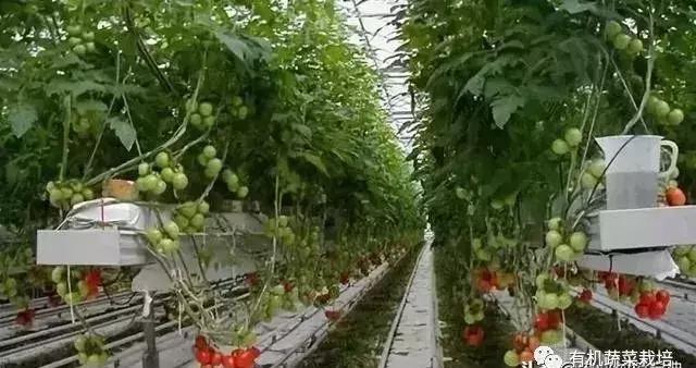 想搞蔬菜大棚养殖怎么弄,无土栽培蔬菜营养液配方