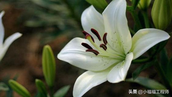 百合里面最香的品种是哪个,哪个品种的百合药用价值高