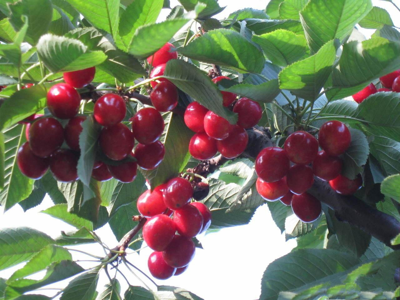 氮、磷、钾—对果树大樱桃的重要性,你用对了吗?