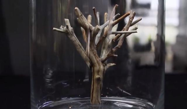 莫斯树到底好不好,莫斯树是什么