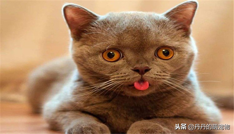 猫咪喜欢吃什么面食,猫咪甜食