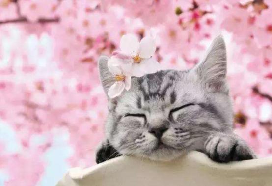 猫狗驱虫最佳方法,猫狗驱虫正确姿势