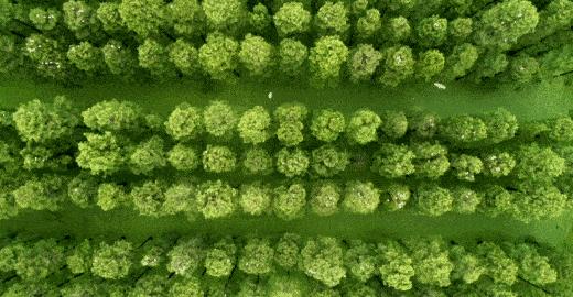 通州最新森林公园,通州南部公园