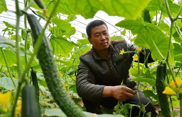 黄瓜长势弱怎么补救,黄瓜停滞生长的原因及如何化解