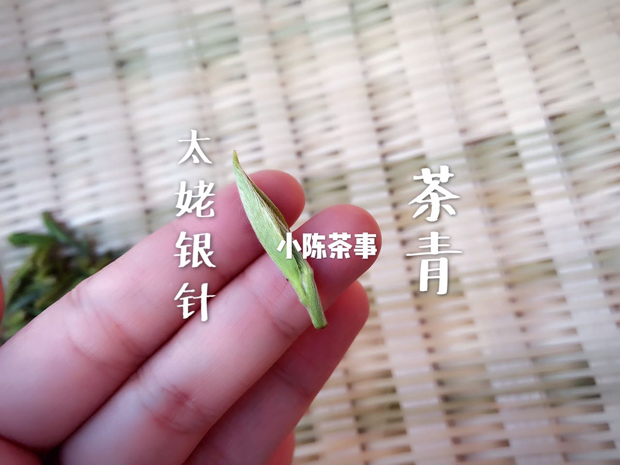 白茶是什么？白茶中有什么？一篇文章带你全面了解白茶知识！