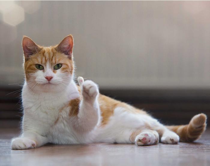 导致猫咪尿血的原因,猫咪尿血好了几天后又尿血