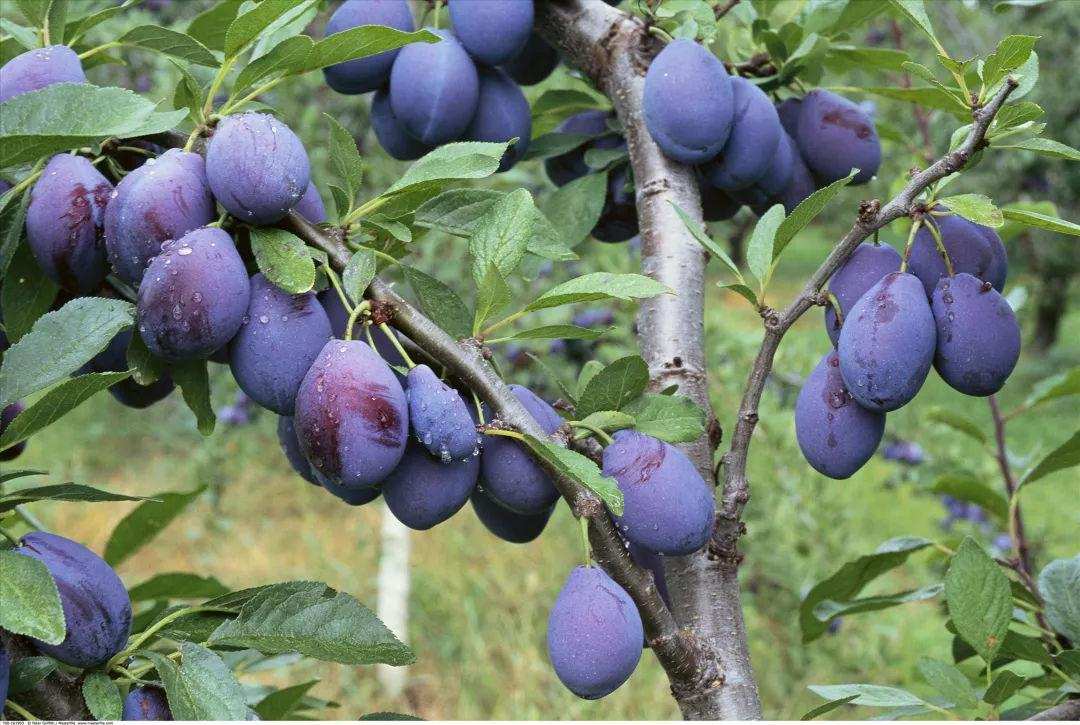 莲花果属于什么植物,莲花果介绍