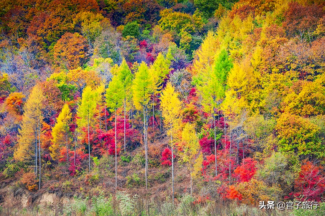 中华枫叶之路自驾游攻略,中华枫叶大道自驾游路线