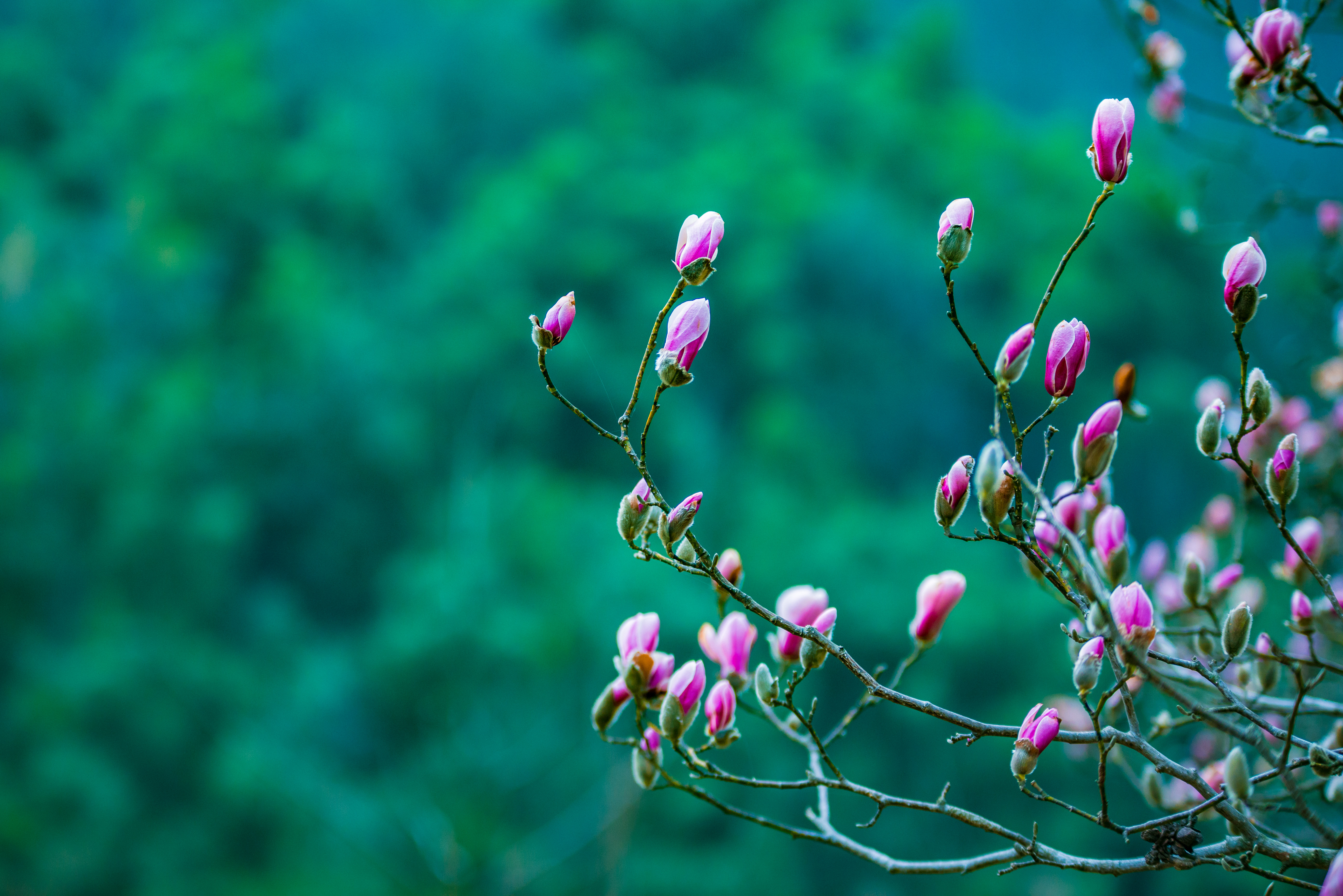 中国最大的野生玉兰,安徽天堂寨玉兰谷