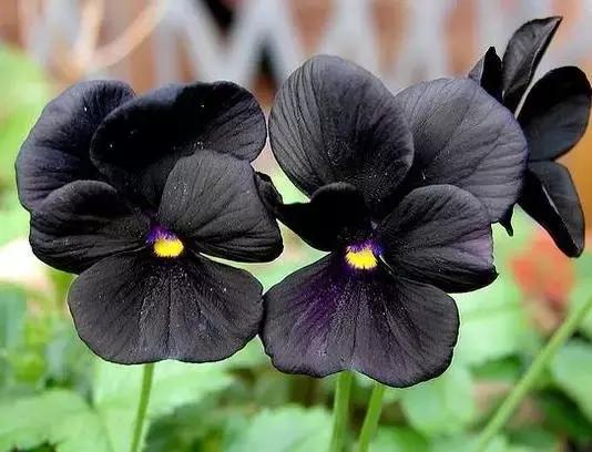 三色堇鬼脸花,三色堇为什么叫鬼脸花