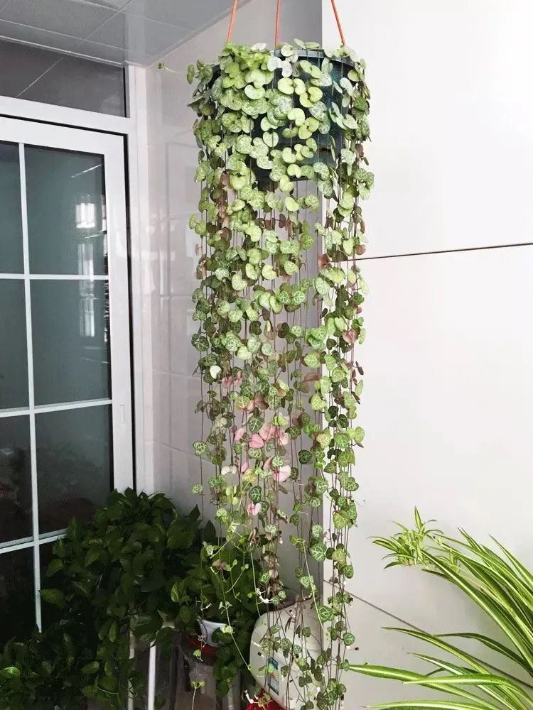 家里养盆爱之蔓，满盆都是小爱心，唯美又浪漫，好看又好养