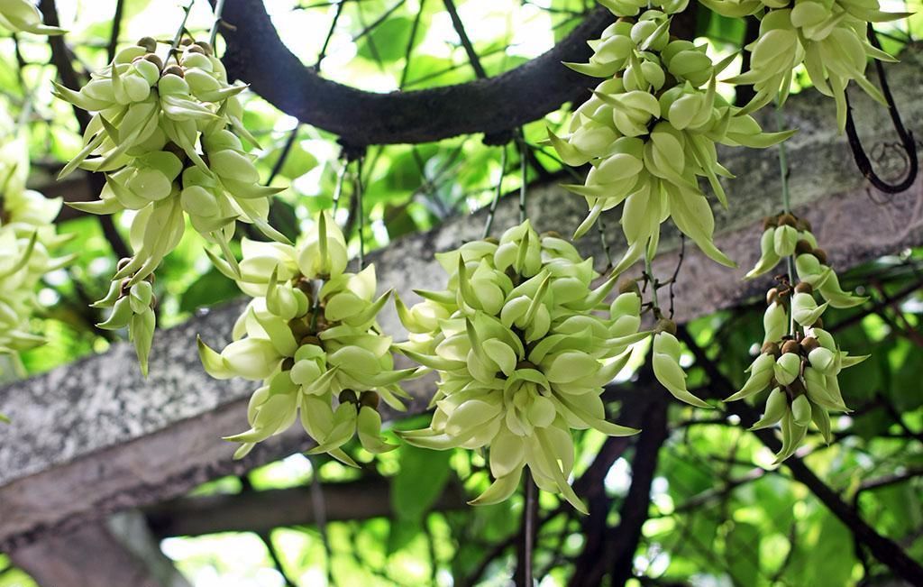 100种常见观叶植物图鉴史上最全,农村常见的100种植物