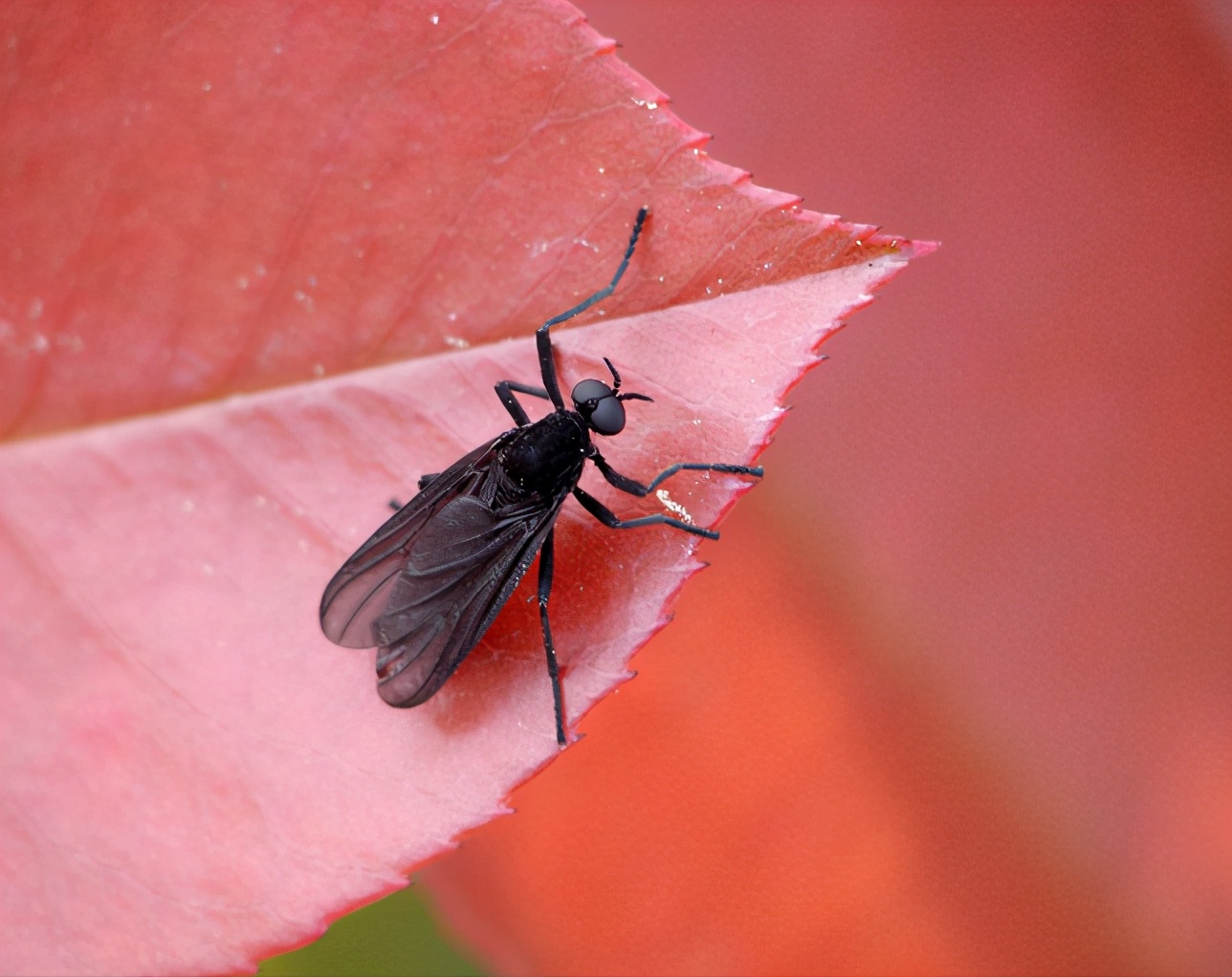 黑蝇是什么意思,黑蝇病