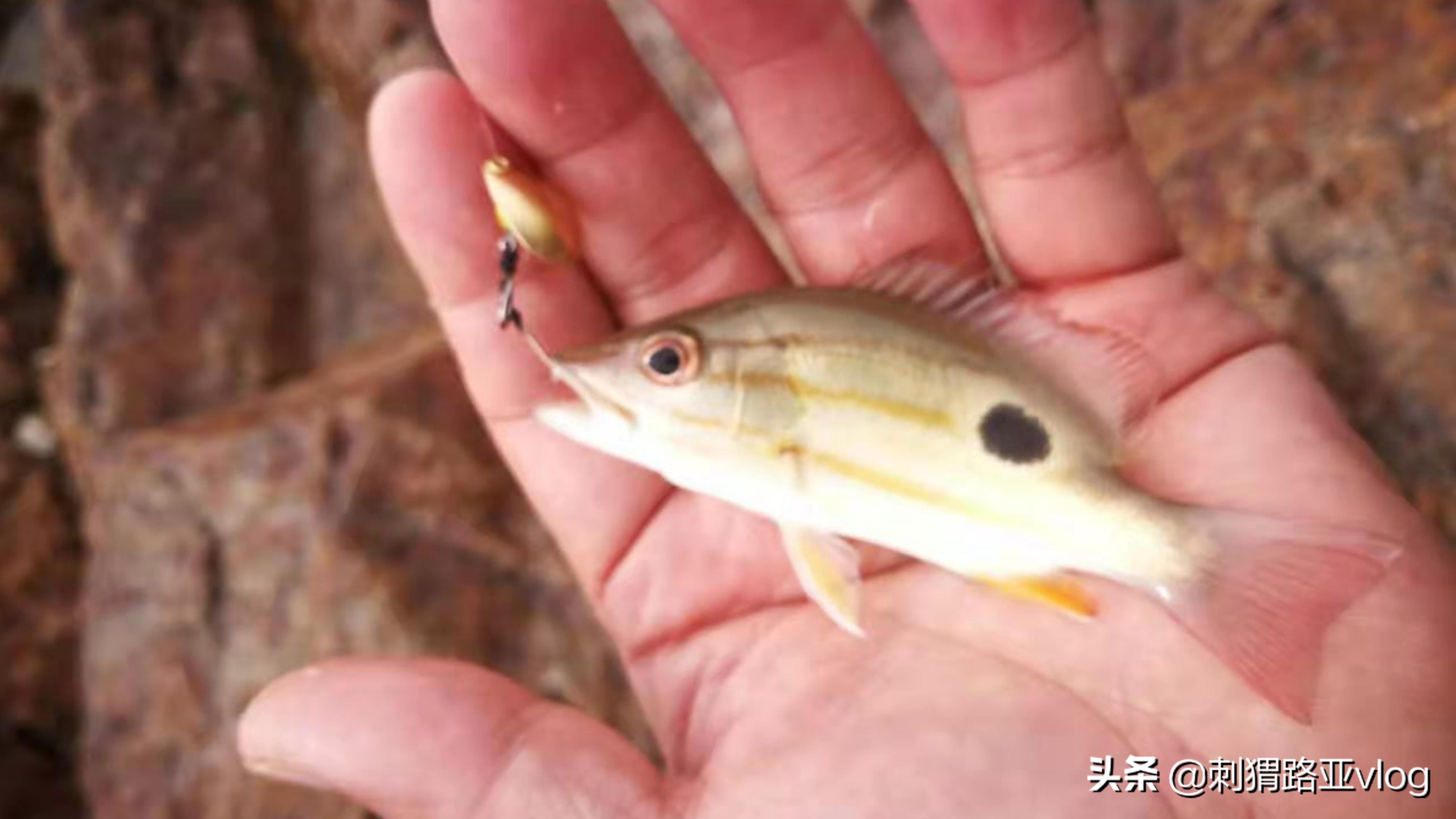 微物路亚亮片双钩钓组,路亚前导线双钩亮片绑法