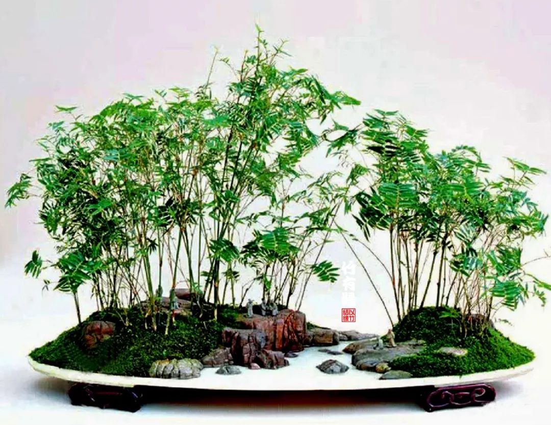 《竹子浇水宝典》竹子浇水是门大学问!