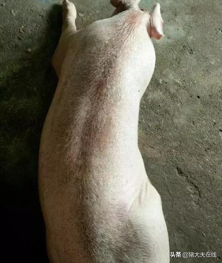 蓝耳啊，你让猪如何是好？