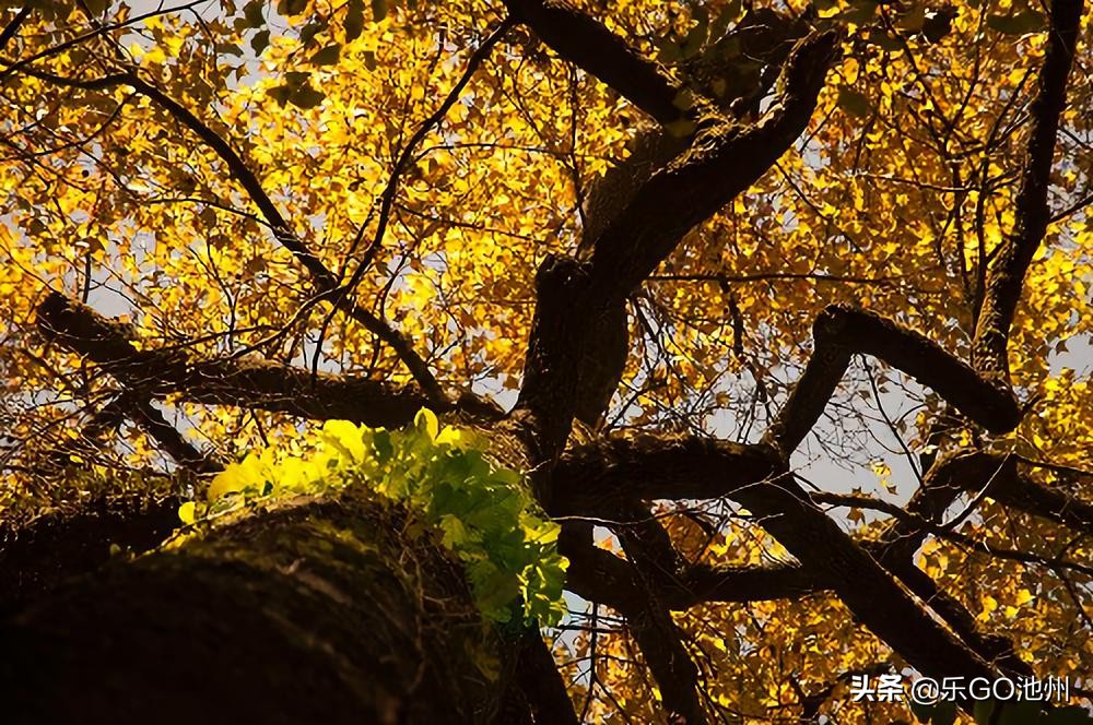 牯牛降儿童怎么玩,石台牯牛降风景区