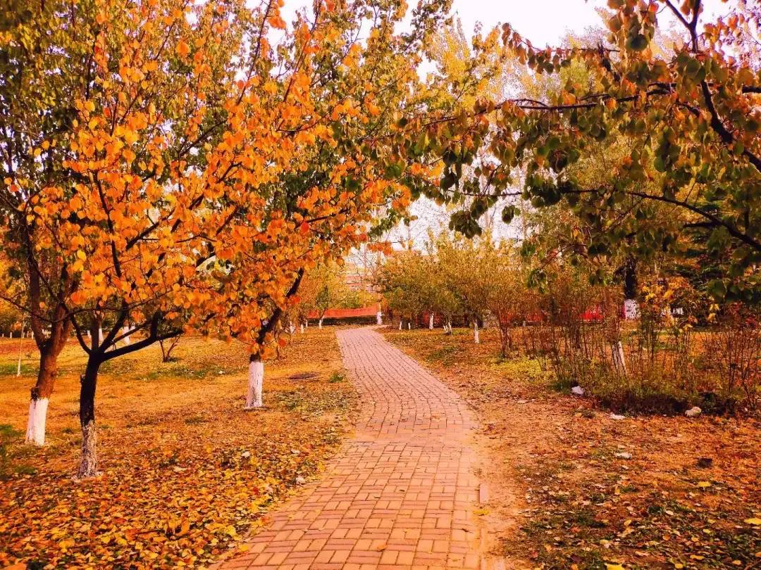 北京科技大学天津学院原独立学院,北京科技大学天津学院独立学院