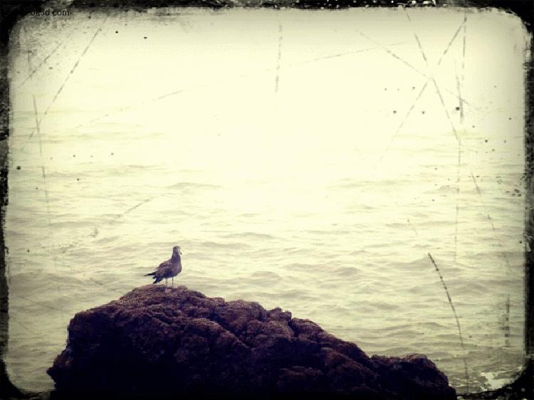 献给海的精灵----海鸥