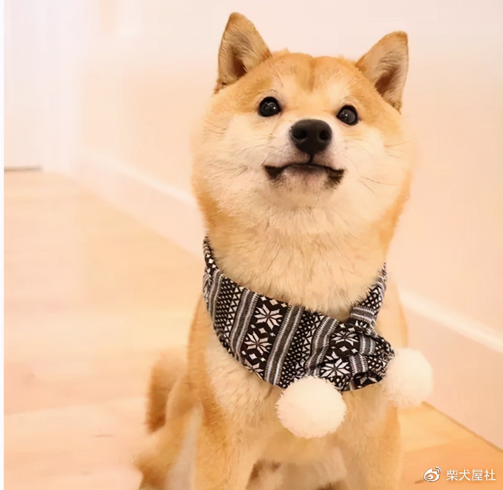 小柴为什么不立耳,小柴耳朵耷拉