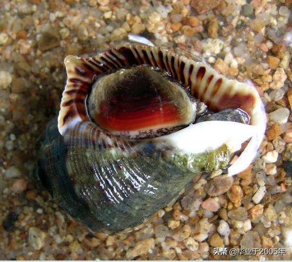 大连常见的海鲜美食都有哪些,大连海鲜吃货大全