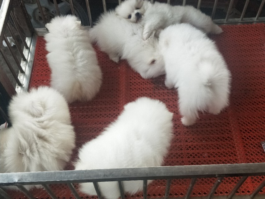 开封狗市抓狗视频,开封狗市拉布拉多和金毛的视频