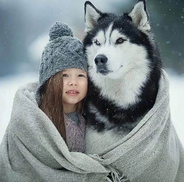 哈士奇俄罗斯土狗,哈士奇西伯利亚犬图片