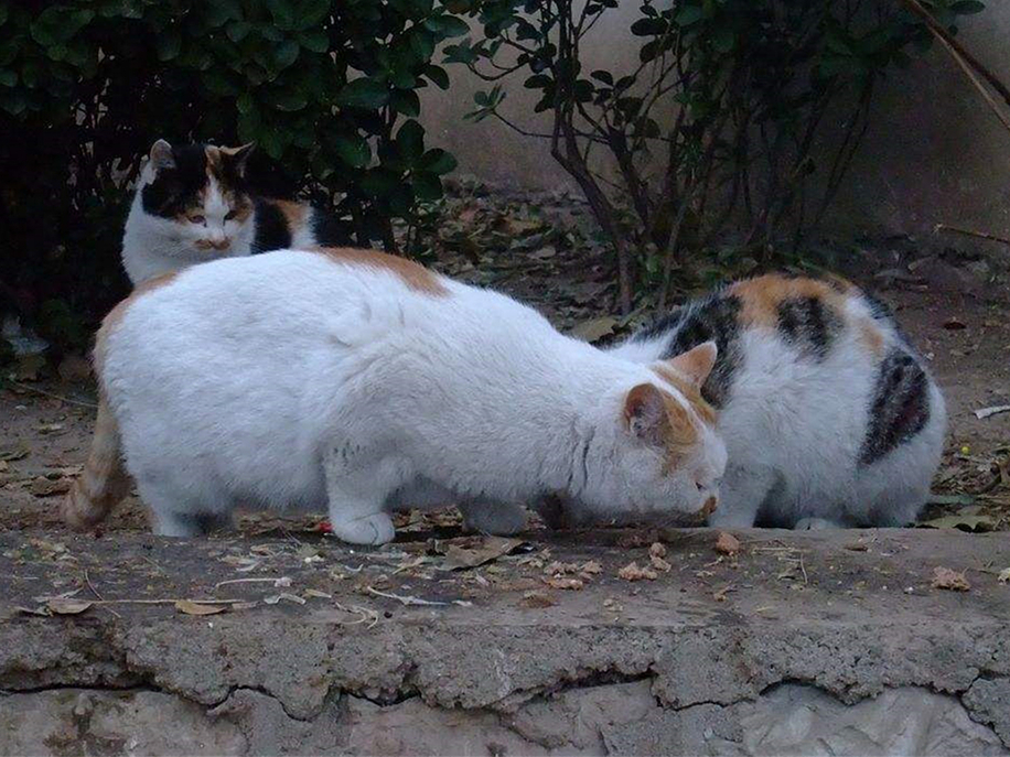 猫咪一个人在家会孤独吗,猫咪单独待在家会抑郁吗