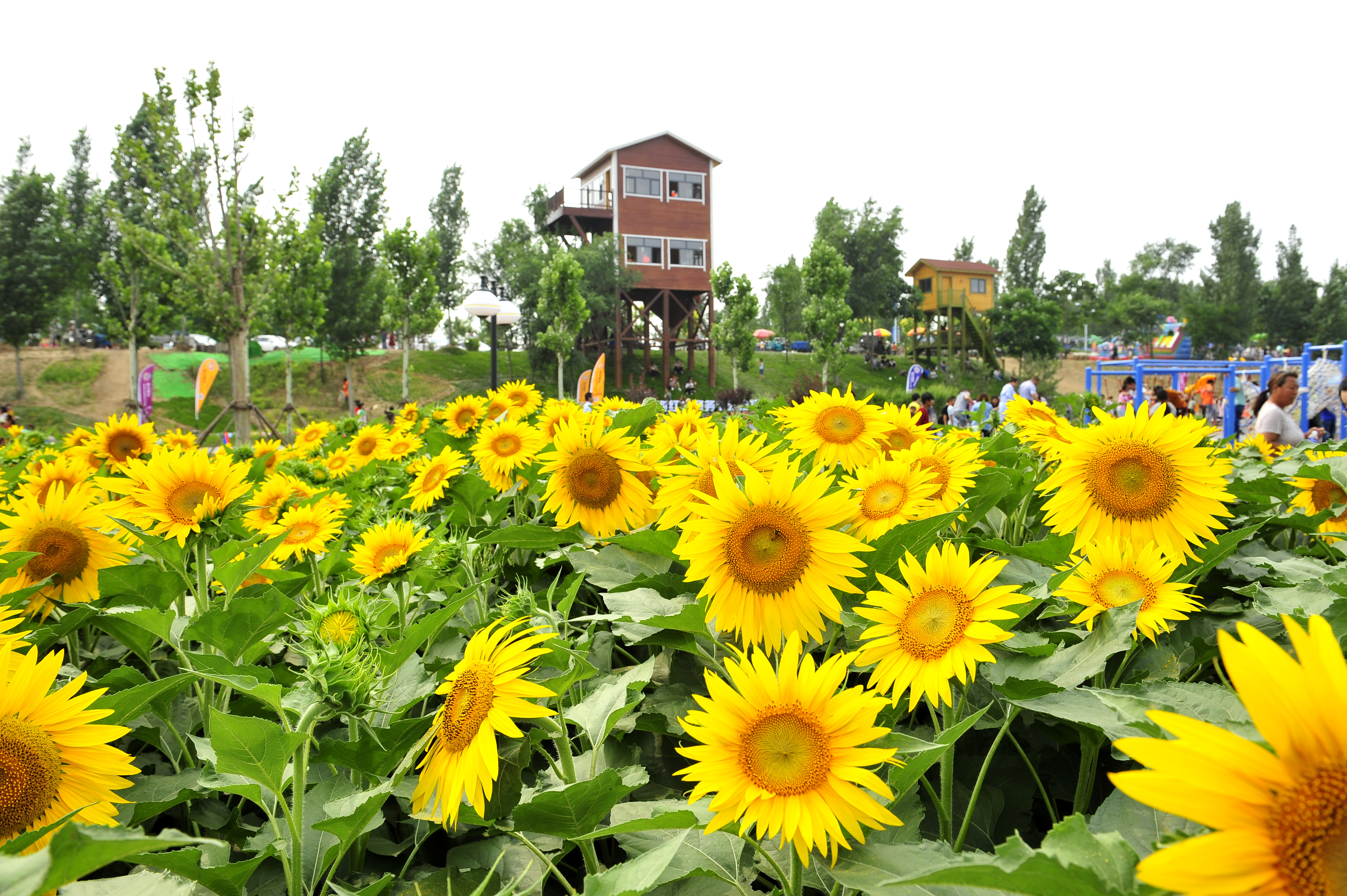 千年古郡，鹿鸣花香，这个“两节”云上精彩