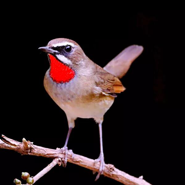 红靛颏和蓝靛颏哪种叫声好听,正宗红靛颏鸟