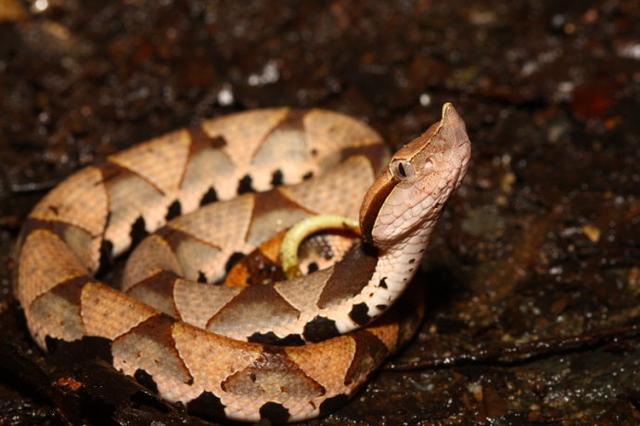 中国十大毒蛇银环蛇排名第几 (中国的毒蛇)