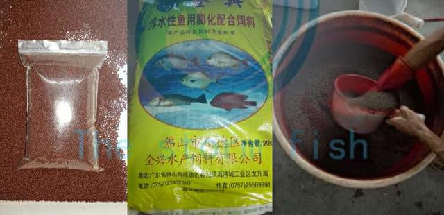 鹦鹉鱼和发财鱼打架,发财鱼鹦鹉鱼混养吗