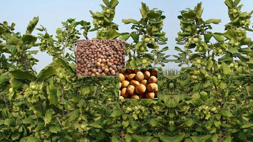 榛子是个什么干果,十大坚果榛子