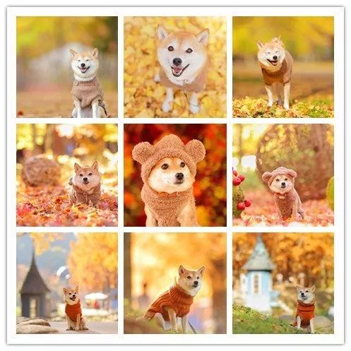 比人还会拍照的狗,简直萌炸朋友圈了