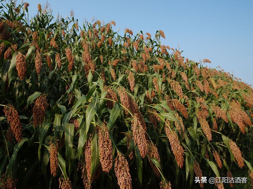 泸州老窖52%浓香泸州传奇,泸州老窖为什么叫国窖茅台