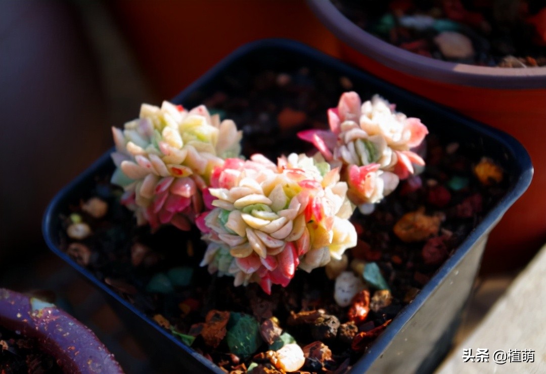 缀化的冰梅,还是头一次见到,真的很漂亮