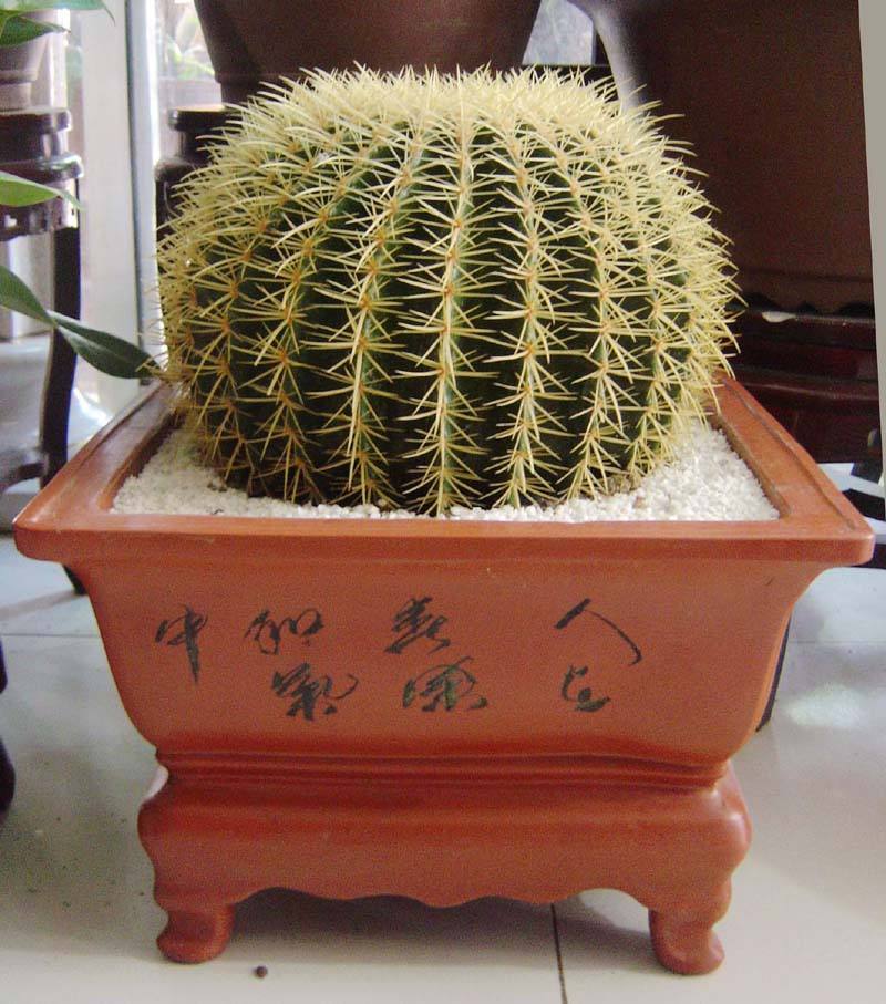 101仙人球,101个仙人球品种