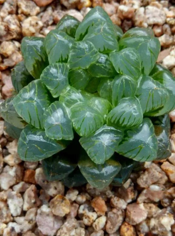 玉露徒长了如何解决,玉露徒长叶子细长干瘪还能恢复吗