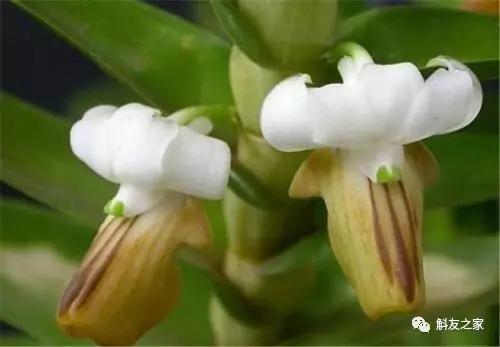 扭瓣石斛是春石斛吗,石斛介绍的视频