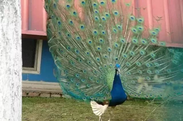 上海大学真正实力如何,上海大学被低估的专业排名