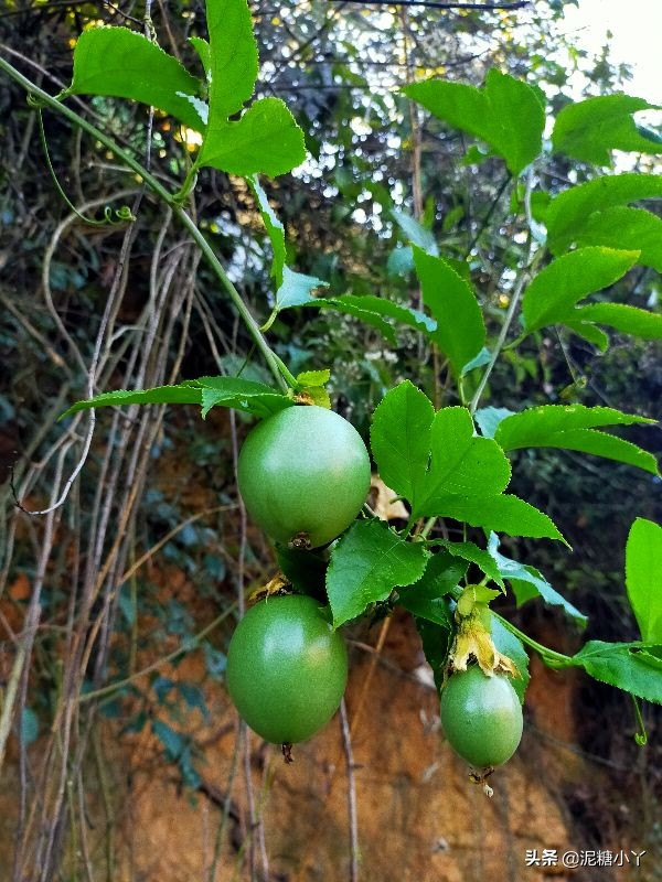 那些年我们一起摘过的野果子，现在少见了，你还记得几种