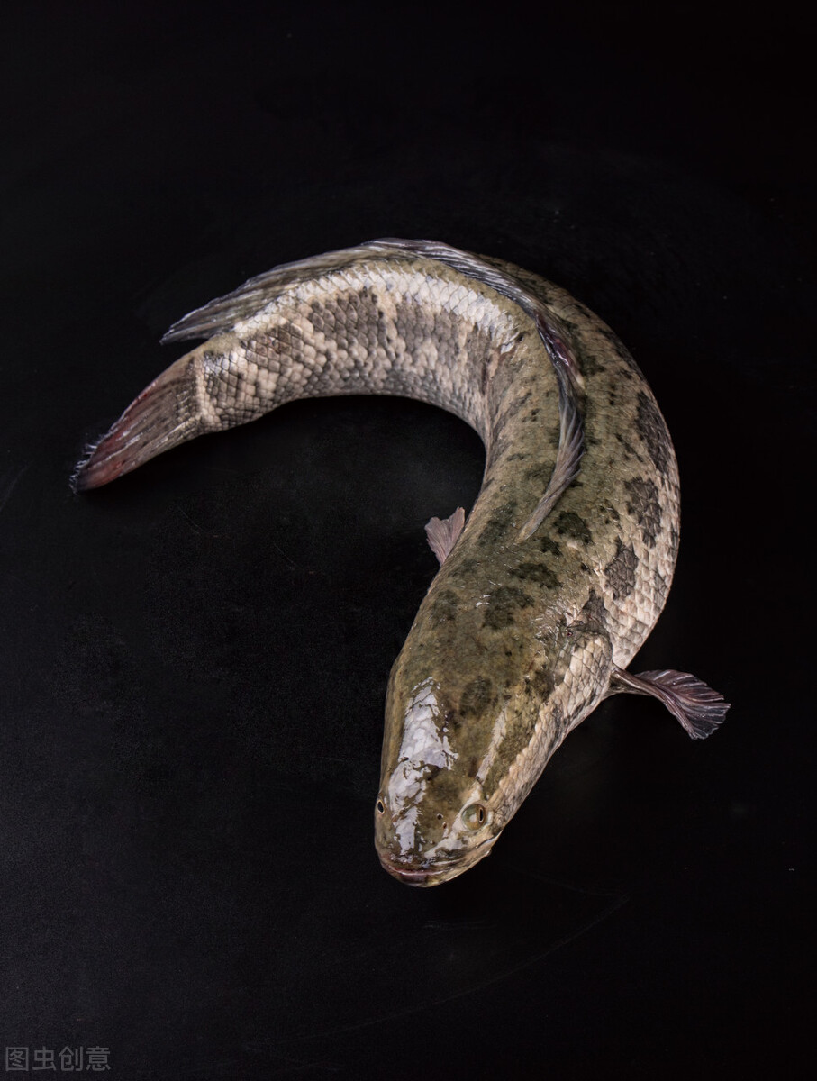 小黑鱼离开大黑鱼能存活吗,黑鱼如果钓走了小黑鱼还能不能活