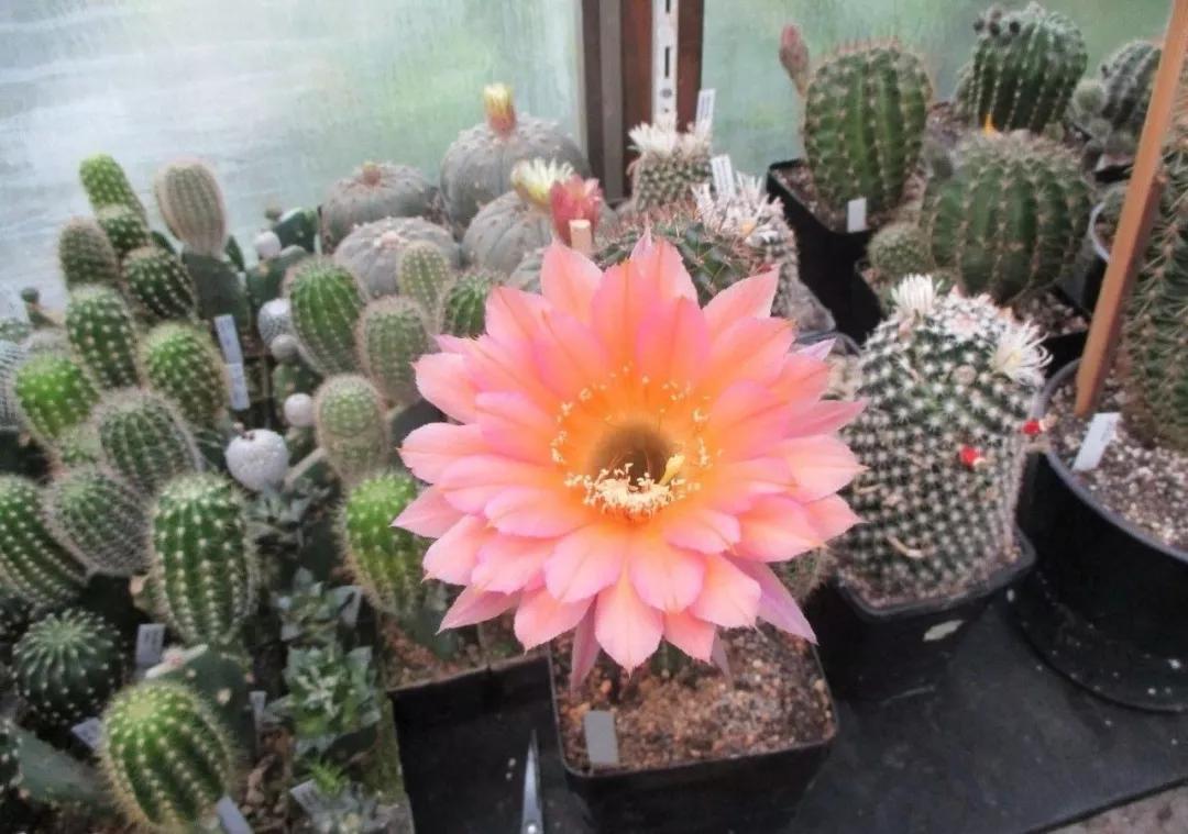 100种仙人球花图片,100种仙人球的品种视频