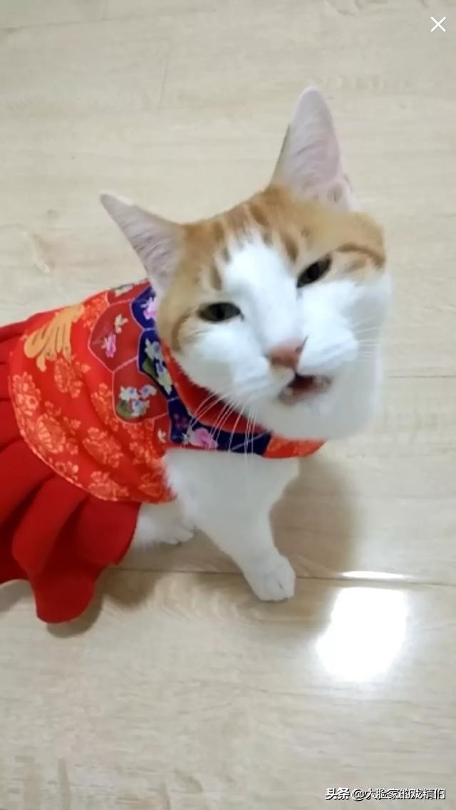 你这样的白橘猫，叫我怎能不爱？